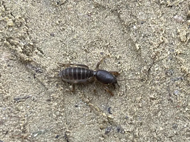 Gryllotalpa