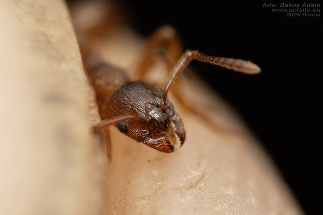 Myrmica ruginodis - erdei bütyköshangya