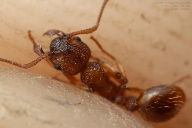Myrmica sabuleti - gyakori bütyköshangya