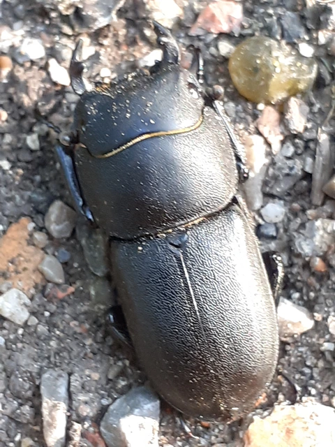 Dorcus parallelipipedus - kis szarvasbogár