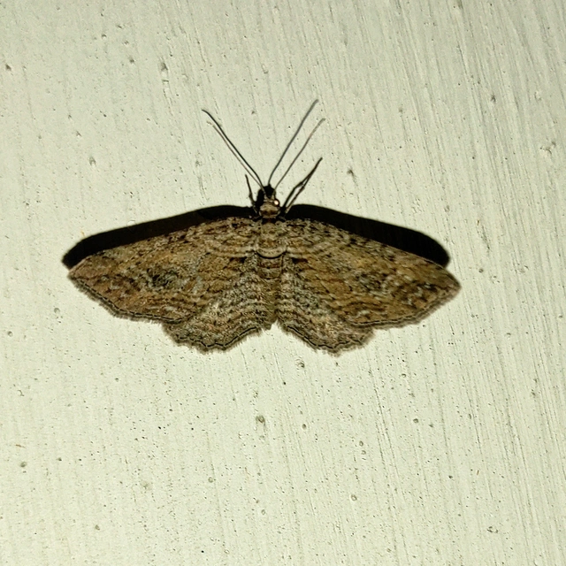 fakó iszalagaraszoló - Horisme tersata