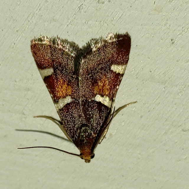 Pyralis regalis - pompás fényilonca