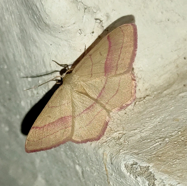 Rhodostrophia vibicaria - pirosszélű araszoló