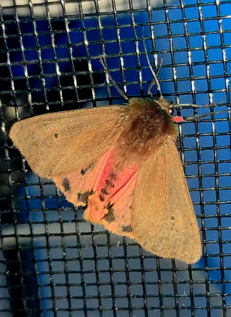 Phragmatobia fuliginosa - füstös medvelepke