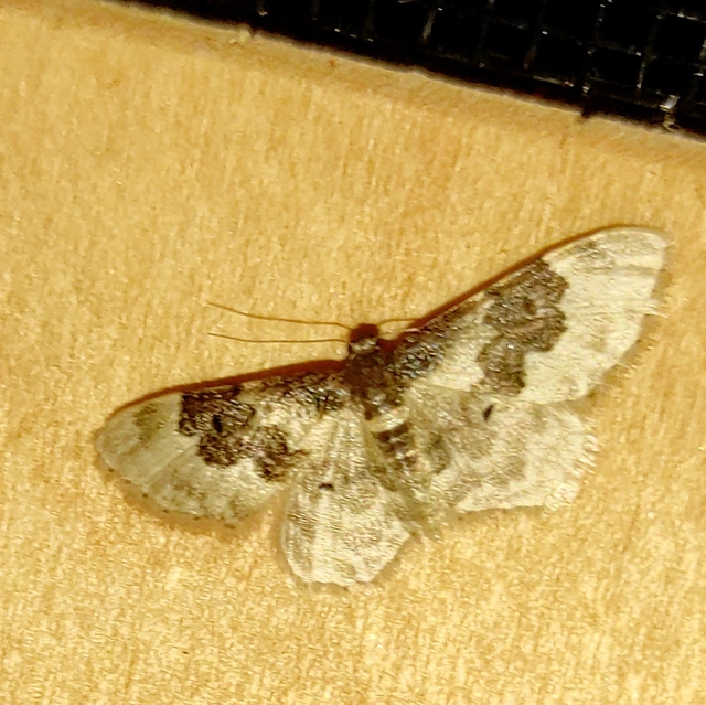 Idaea rusticata - tarka apróaraszoló