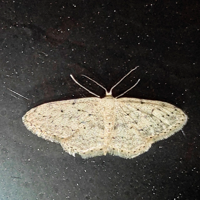 Idaea seriata - szürke apróaraszoló