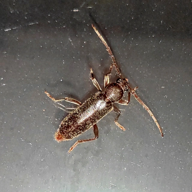 Trichoferus campestris - szállóvendég éjicincér