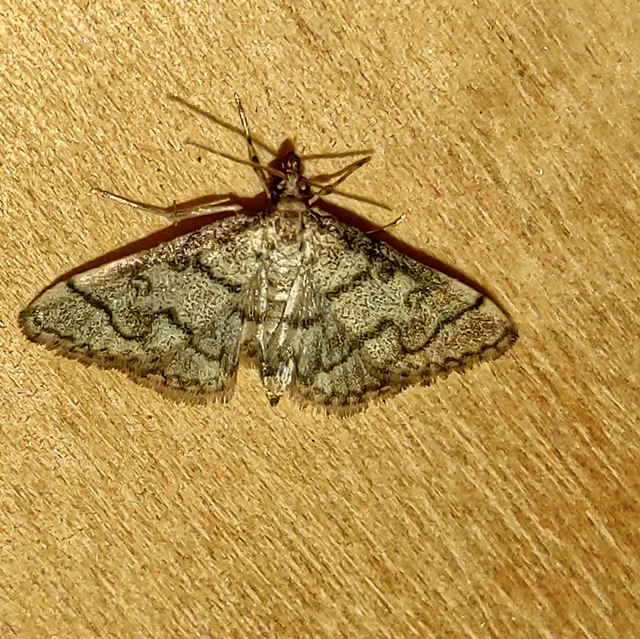 Metasia ophialis - kígyósávos tűzmoly