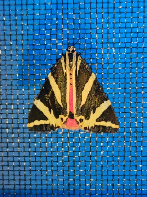 Euplagia quadripunctaria - csíkos medvelepke