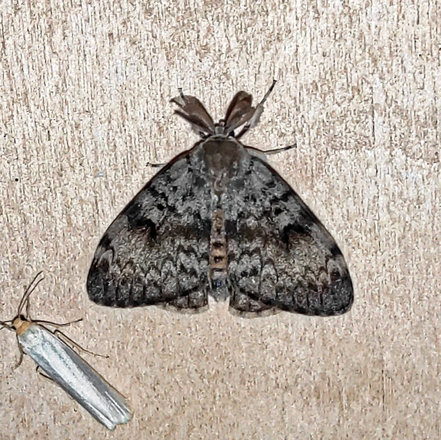 Lymantria dispar - gyapjaslepke