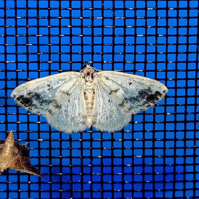 Lomographa temerata - foltos fehéraraszoló