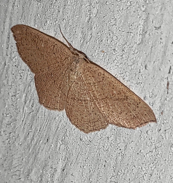 Cyclophora ruficiliaria - vörösrojtú pettyesaraszoló