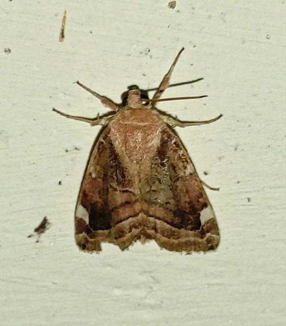 szilfa-lombbagoly - Cosmia diffinis