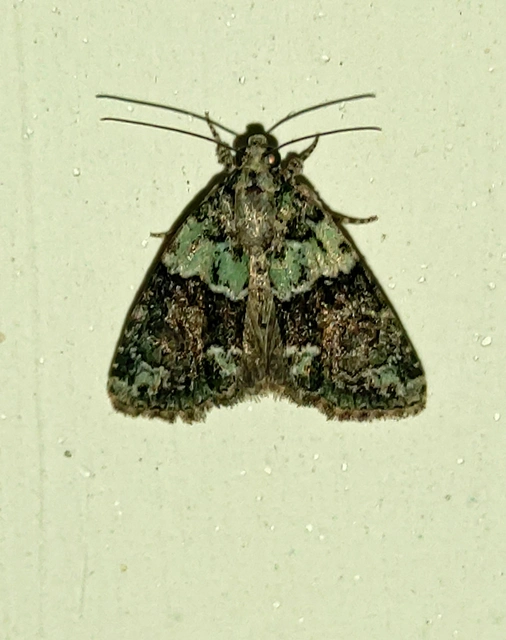 Cryphia algae - sárgászöld zuzmóbagoly