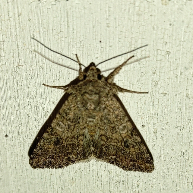 lóherebagoly - Hadula trifolii