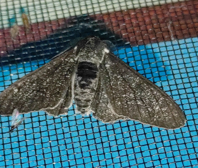 Biston betularia - szürkepettyes araszoló