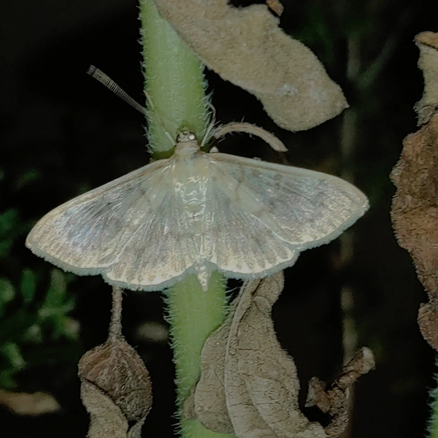Patania ruralis - csalánevő tűzmoly