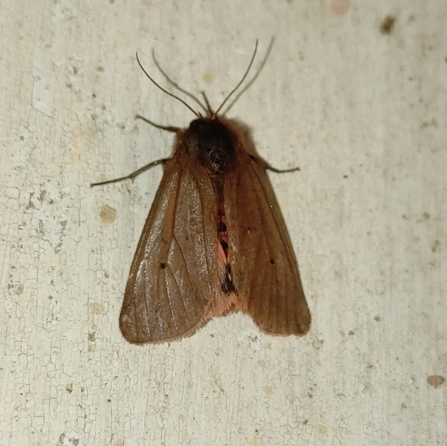 Phragmatobia fuliginosa - füstös medvelepke