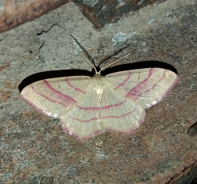 Rhodostrophia vibicaria - pirosszélű araszoló