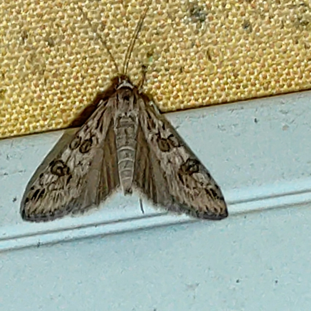 Nomophila noctuella - közönséges vándormoly