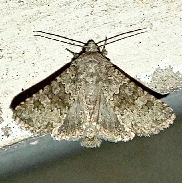 parajbagoly - Hecatera dysodea