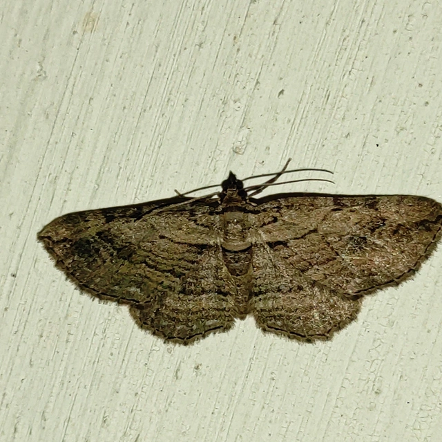 csúcsfoltos iszalagaraszoló - Horisme radicaria