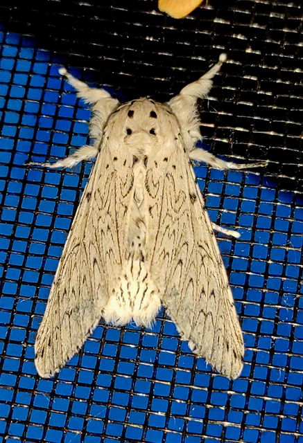 hermelin-púposszövő - Cerura erminea