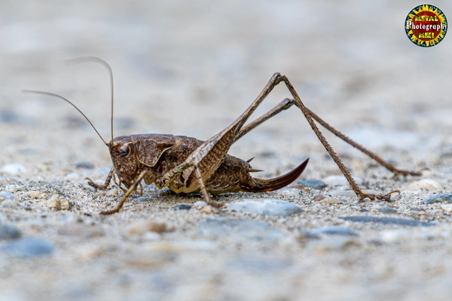 Pholidoptera griseoaptera - szürke avarszöcske