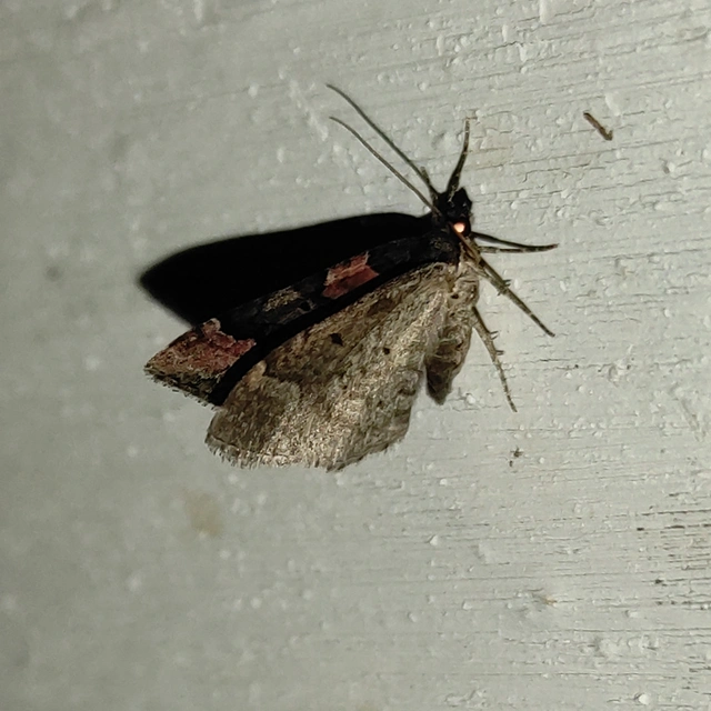 piros tarkaaraszoló - Catarhoe rubidata