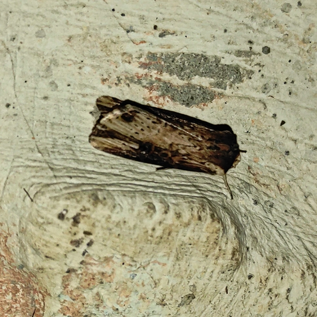 Axylia putris - vonalkás földibagoly