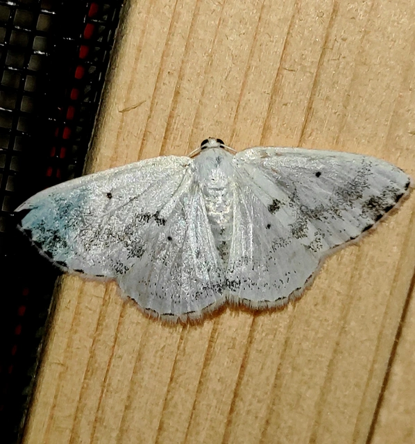 Lomographa temerata - foltos fehéraraszoló