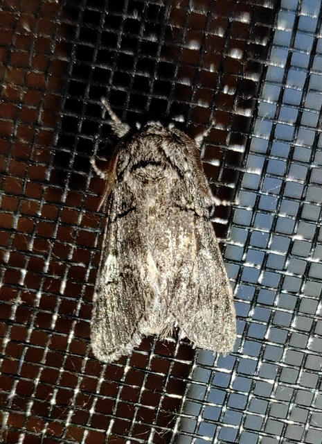 Drymonia querna - tölgyfa-púposszövő