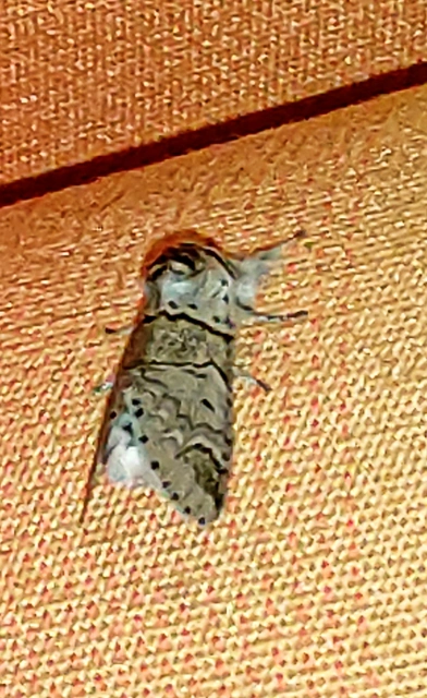 Furcula furcula - szürke púposszövő