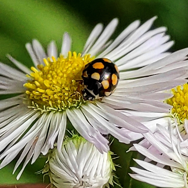 Coccinula quatuordecimpustulata - feketesárga katóka