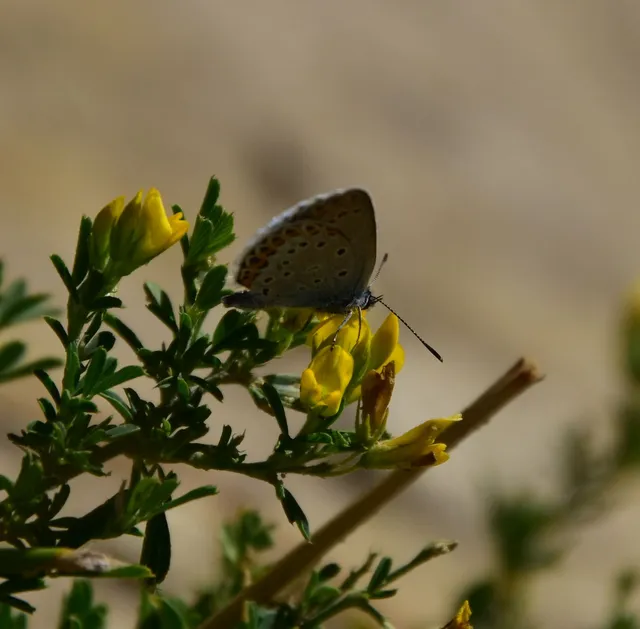 Plebejus argyrognomon - tintakék boglárka