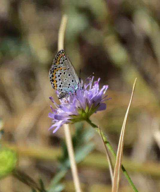 Plebejus argyrognomon - tintakék boglárka