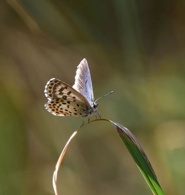 Scolitantides orion - szemes boglárka