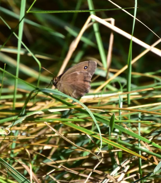Minois dryas - fekete szemeslepke