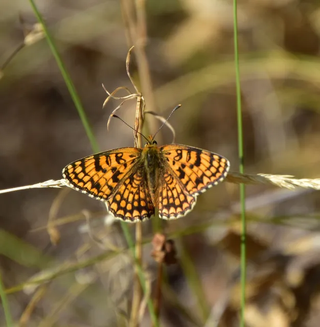 Melitaea phoebe - nagy tarkalepke