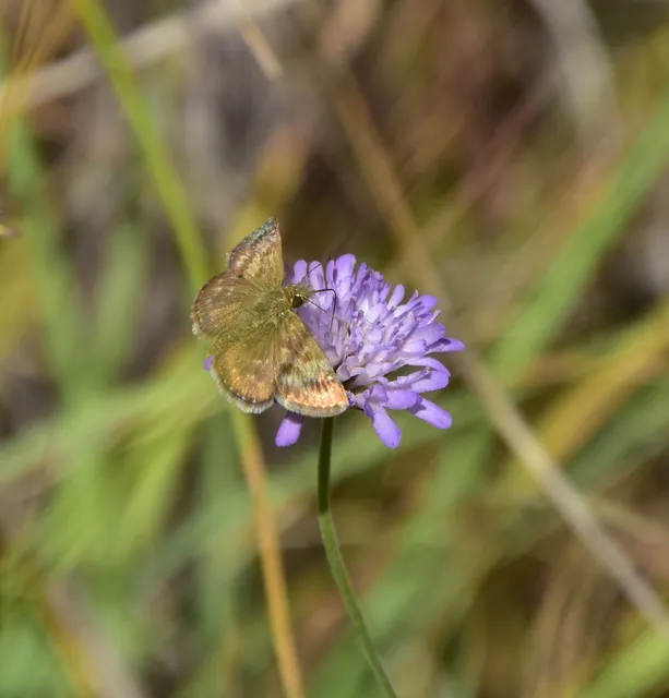 Erynnis tages - cigánylepke