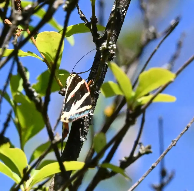 Euplagia quadripunctaria - csíkos medvelepke