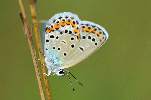 Plebejus idas - északi boglárka