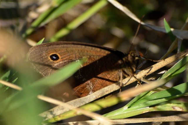 Minois dryas - fekete szemeslepke