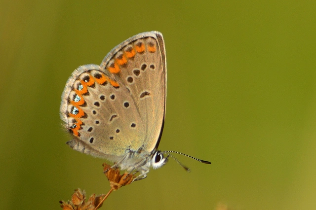 Plebejus argyrognomon - tintakék boglárka