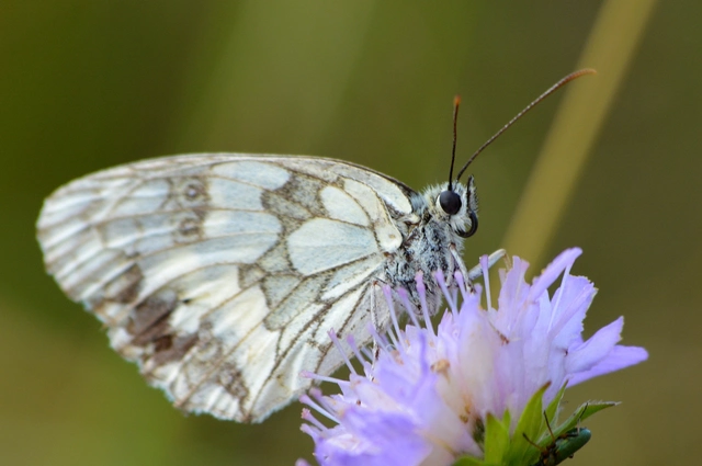 Melanargia galathea - sakktáblalepke