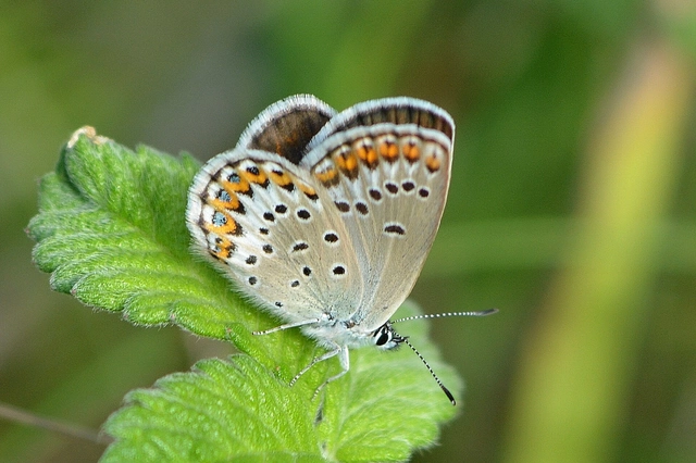 Plebejus idas - északi boglárka