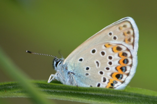 Plebejus idas - északi boglárka