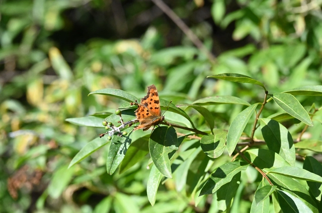 Nymphalis c-album - C-betűs lepke