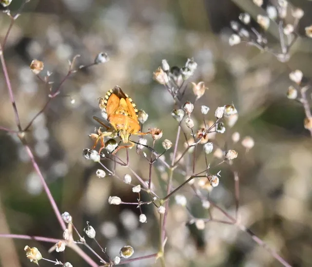 Carpocoris Carpocoris