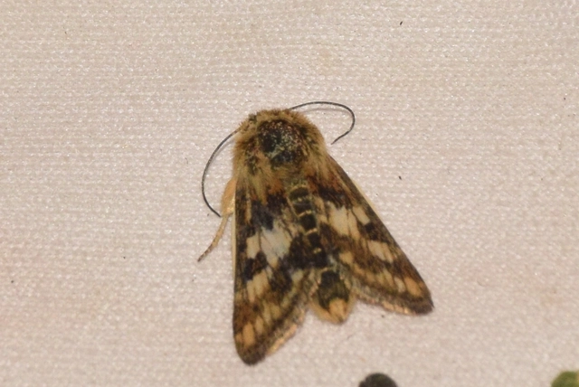 Schinia cardui - keserűgyökér-nappalibagoly